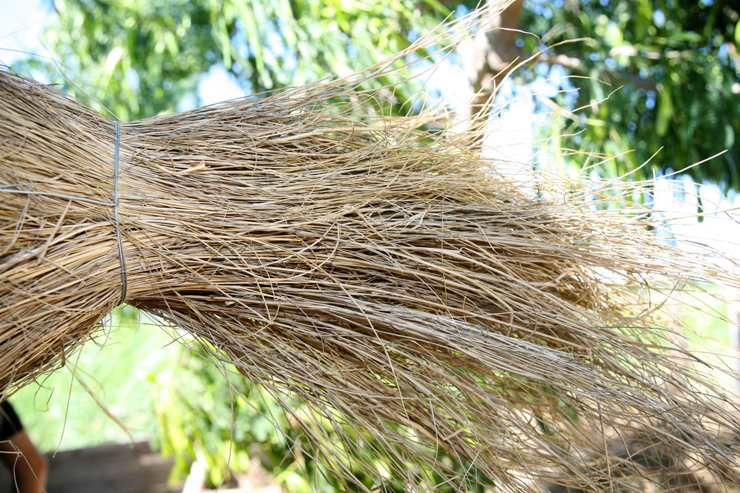 plantacio-borro Plantació de Borró